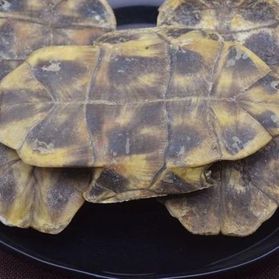 龟甲的功效与作用及食用方法 龟甲的功效与作用及食用方法视频